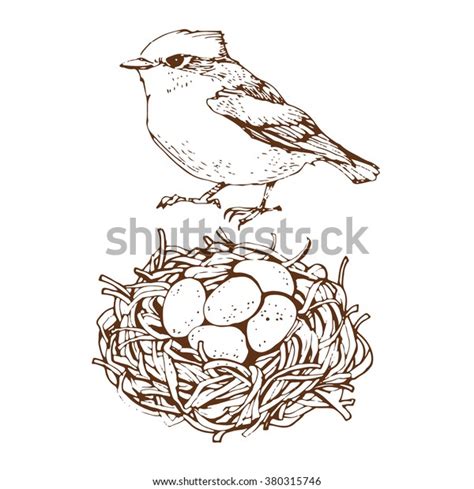 Bird Nest Eggs Hand Drawing Illustration Stock Vector Royalty Free