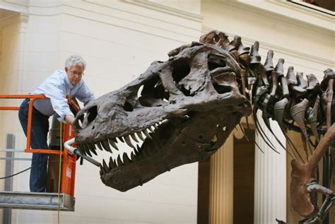 T Rex Skeleton From 67 Million Years Ago Sells For Over 6 Million