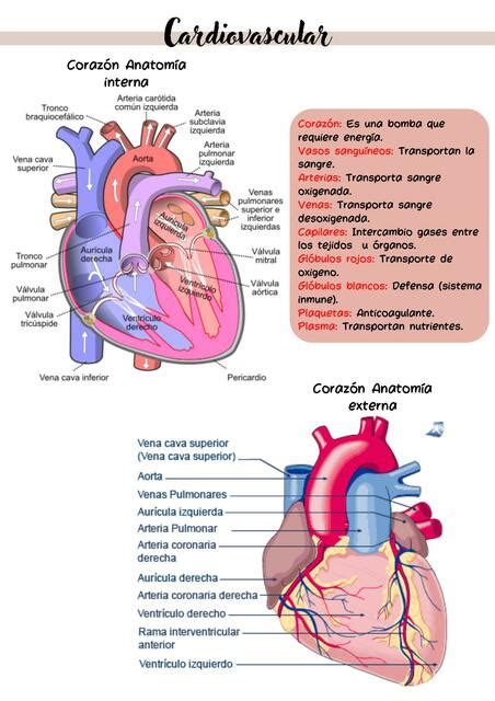 Anatom A Del Coraz N Sistema Cardiovascular Akirax Udocz