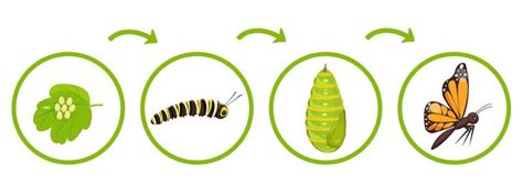 Mariposa Vida Ciclo Infografia De Transformaci N De Oruga Desde