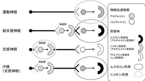 副交感 神経 ノルアドレナリン