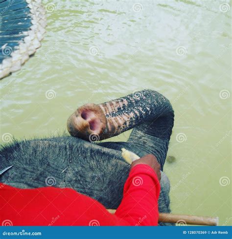 Feeding elephant stock image. Image of animal, water - 128070369