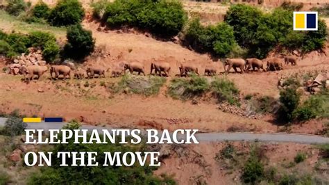 China’s Herd Of Rare Asian Elephants Heads North Again After Moving South The Global Herald