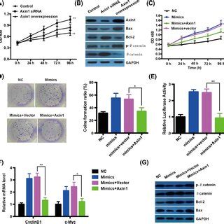 Mir P Directly Inhibits The Expression Of Axis Inhibition