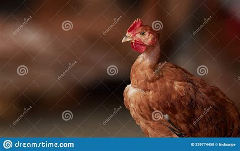 Free Range Poultry Close Up Of Brown Naked Neck Chicken In The Barn