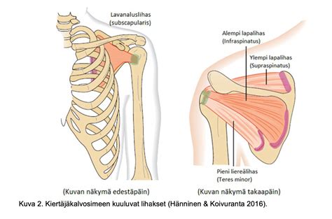 Kiertäjäkalvosin lihaksien anatomia tehtävät ja vahvistaminen