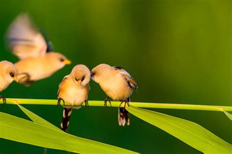 Burung Kecil Yang Lucu Latar Belakang Habitat Alam Hijau Burung Bearded