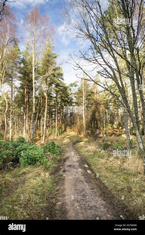 Loch Ness Way Through Torbreck Forest In Inverness Scotland Stock