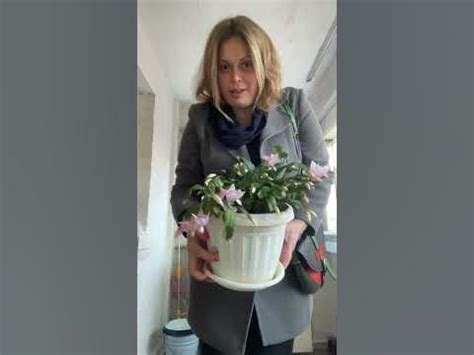 #різдвяник #вазончик #квітка #оксанабесараб #гарнаяктаквіточка #вазон ...