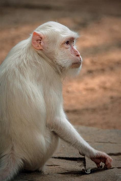 Albino Ape Stock Photos Free And Royalty Free Stock Photos From Dreamstime