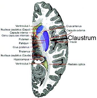 New Targets: The Claustrum