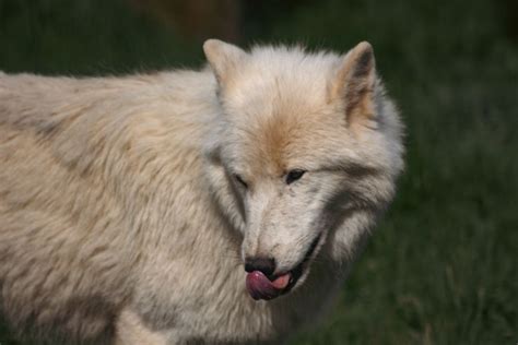 Arctic Wolf - Jimmys Farm, Zoo & Wildlife Park