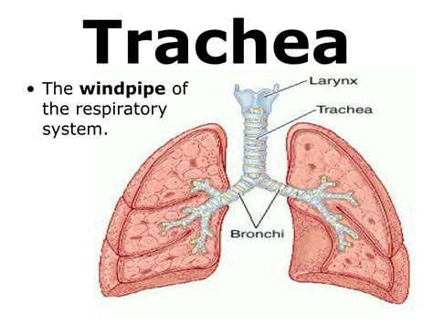 Ppt 7th Grade Unit 5 The Structure And Function Of Body Systems Lesson 3 Powerpoint