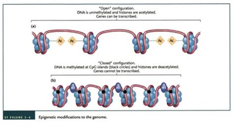 3 Forelæsning 14 basal epigenetik Flashcards Quizlet