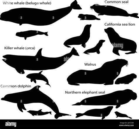 Collection Of Silhouettes Of Marine Mammals And Its Cubs Sea Lion