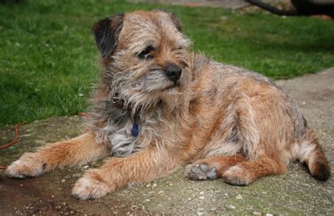 Border Terrier Dog Breed - History, Health & Characteristics