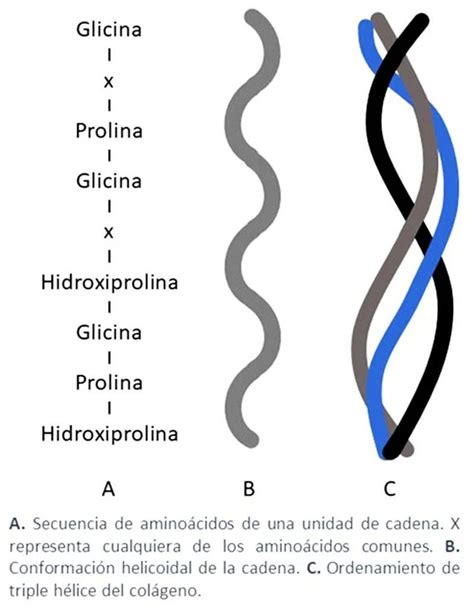 Col Geno Definici N Estructura Clases Y Obtenci N