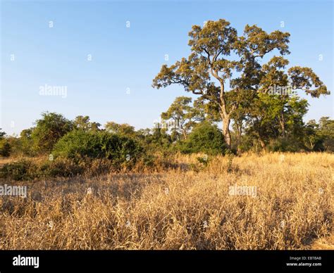 African savanna trees and grass hi-res stock photography and images - Alamy