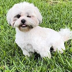 Davie Fl Shih Tzu Meet Mikey Chico A Pet For Adoption Adoptapet