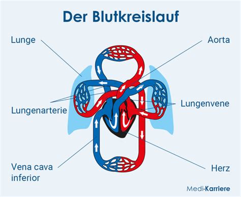 Blutkreislauf Aufbau Und Funktion Medi Karriere