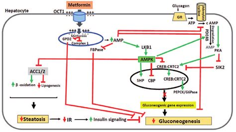 Mechanism of lowering hepatic gluconeogenesis by metformin (see text ...