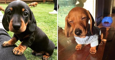 35 Wholesome Pics Of Dachshund Dogs To Put A Smile On Your Face