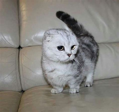 Scottish Fold Munchkin Full Grown