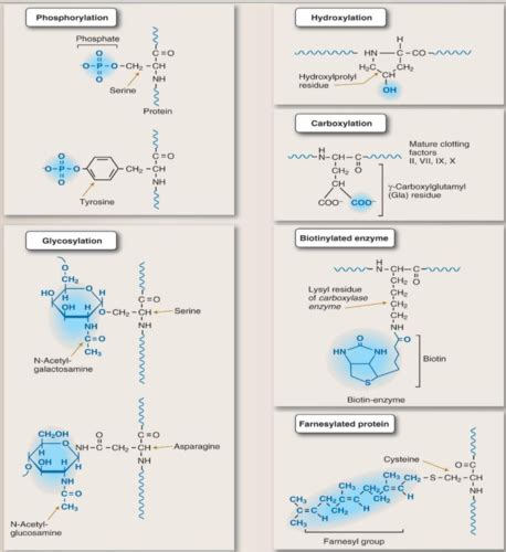 Cellular Physiology Exam Ch Flashcards Quizlet