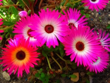 Dorotheanthus BELLIDIFORMIS или Доротеантус Маргаритковый (семена)