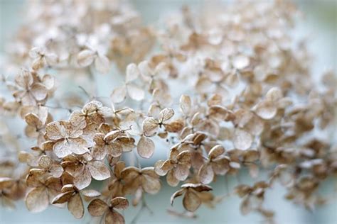 Hydrangea Dried Flowers Free Photo On Pixabay Pixabay