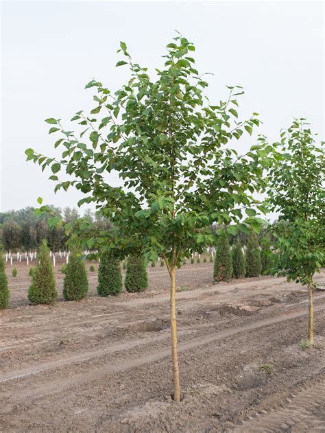Prairie Horizon® Manchurian Alder - Jeffries Nurseries