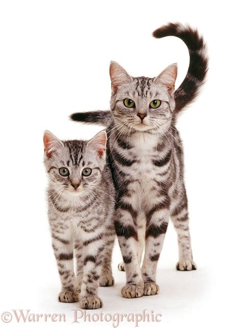 Silver Tabby Mother Cat And Kitten Photo Wp08402