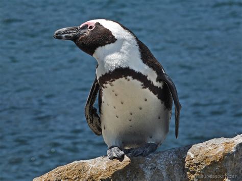 Raising awareness of the endangered African penguin – letting nature