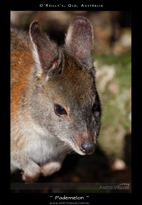 Pademelon