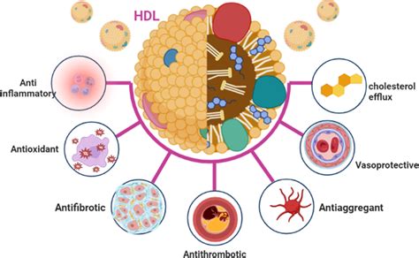 Pleiotropic effects of high‐density lipoprotein. | Download Scientific ...