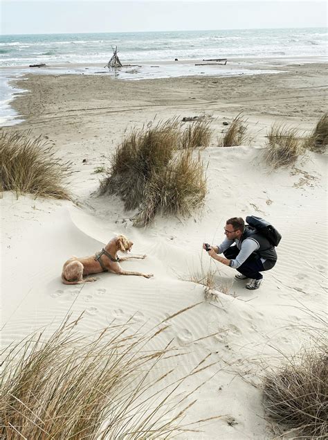 Dog Beach Photos Photos, Download The BEST Free Dog Beach Photos Stock ...