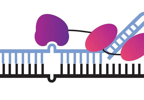 Infographic: RNA Editing Approaches | The Scientist Magazine®