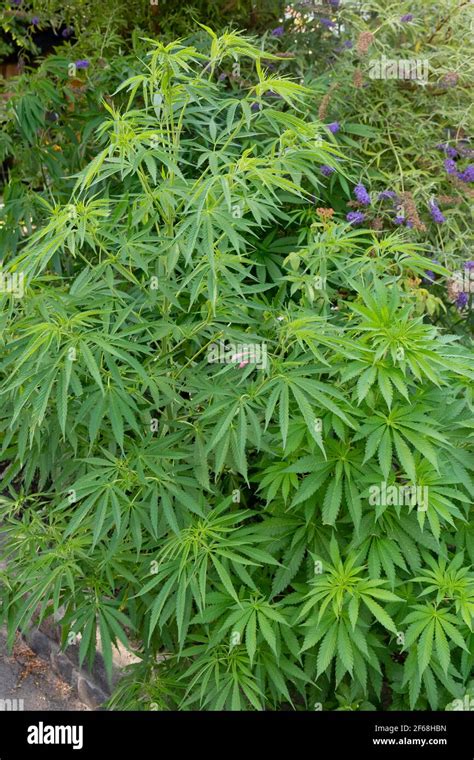 Freetown Christiania Cannabis Plant In A Garden Stock Photo Alamy