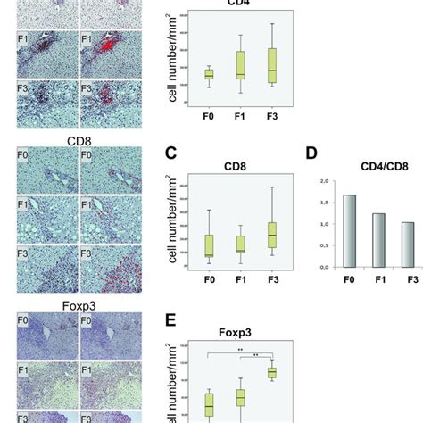 Immunohistochemical Analysis Of T Cells In Liver Biopsy Specimens From Download Scientific