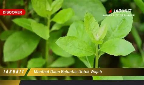 Temukan Manfaat Daun Beluntas Untuk Wajah Yang Jarang Diketahui