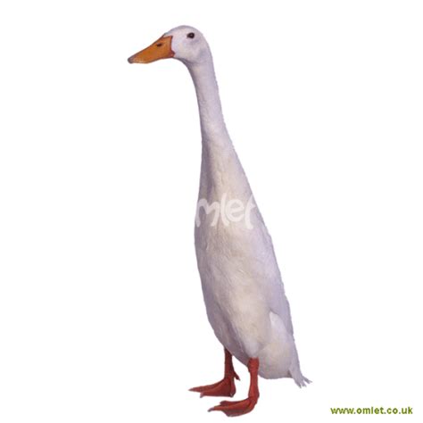 Indian Runners Ducks Duck Breeds