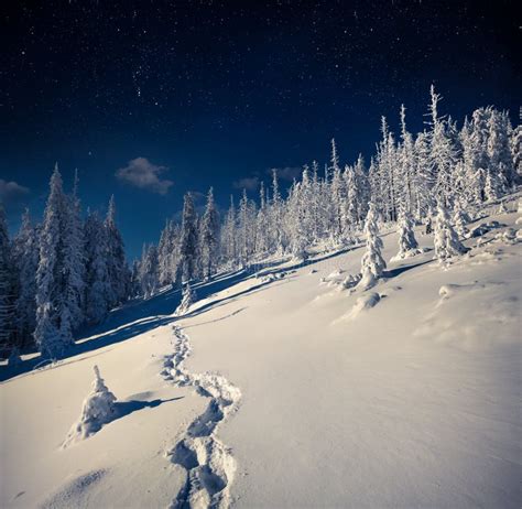 Beautiful Night Winter Landscape In The Mountain Forest Stock Photo ...