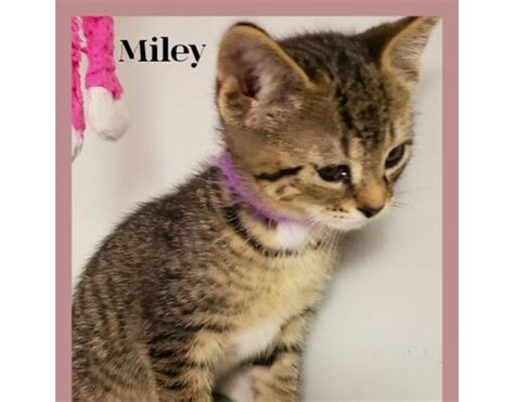 South Elgin IL Domestic Shorthair Meet Miles A Pet For Adoption