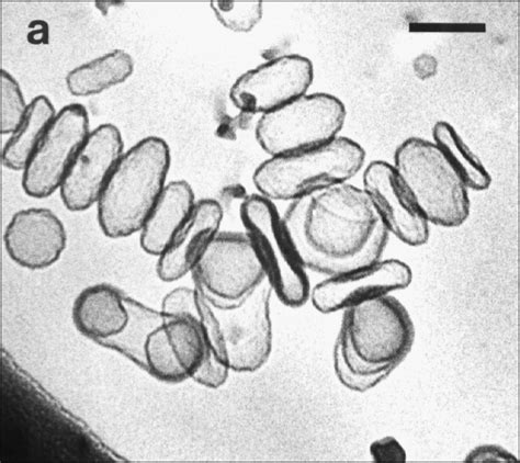 Cryo Tem Micrographs Of Dspc Chol Liposomes A And