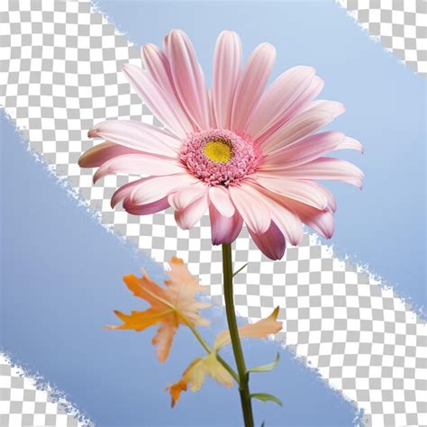 Transparent Background With Transvaal Daisy Premium Ai Generated Psd