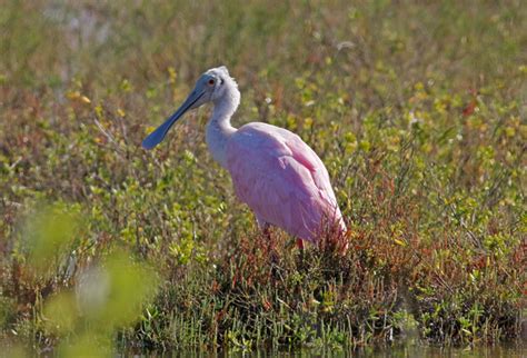 Roseate Spoonbill Aransas National Wildlife Refuge Austwe Flickr