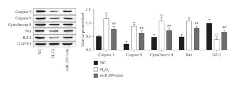 Mir 299 5p Reversed H2o2 Induced Apoptosis And Autophagy Of Np Cells By