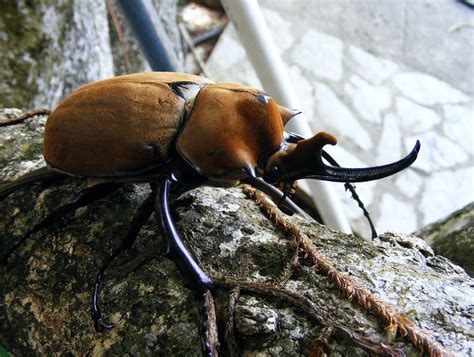 Elephant Beetle l Awesome Scarab - Our Breathing Planet