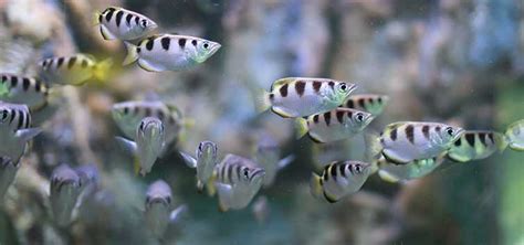 The Status Of Fish In The Philippines Tropical Fish Hobbyist Magazine