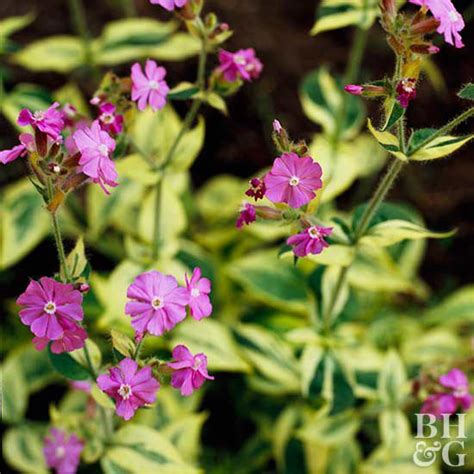 How To Plant And Grow Silene